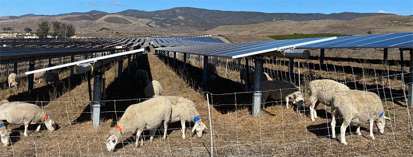 Solar Agrivoltaics 8