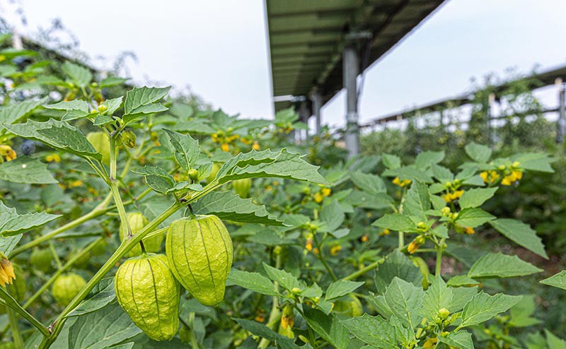 Solar Agrivoltaics Crops such as these tomatillos