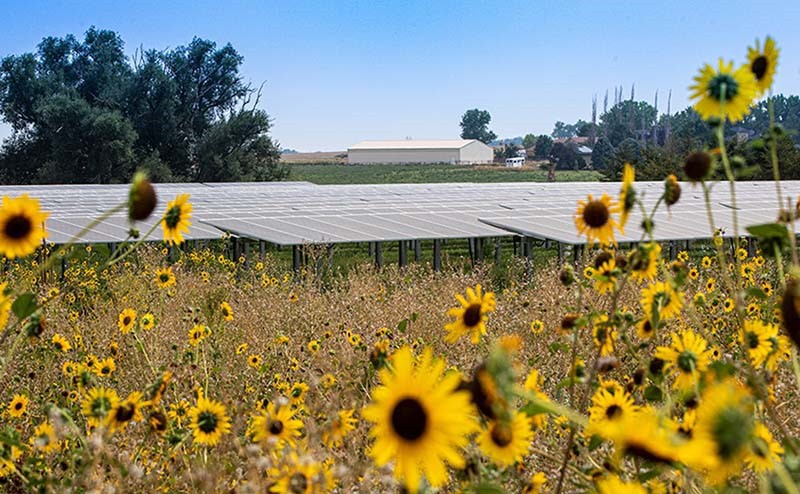 Solar Agrivoltaics crop production is a primary